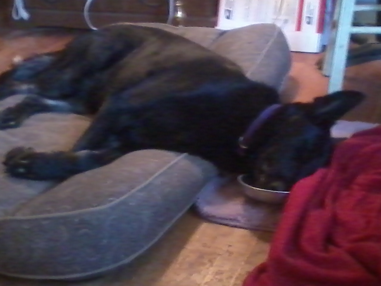 Milli asleep head in food bowl