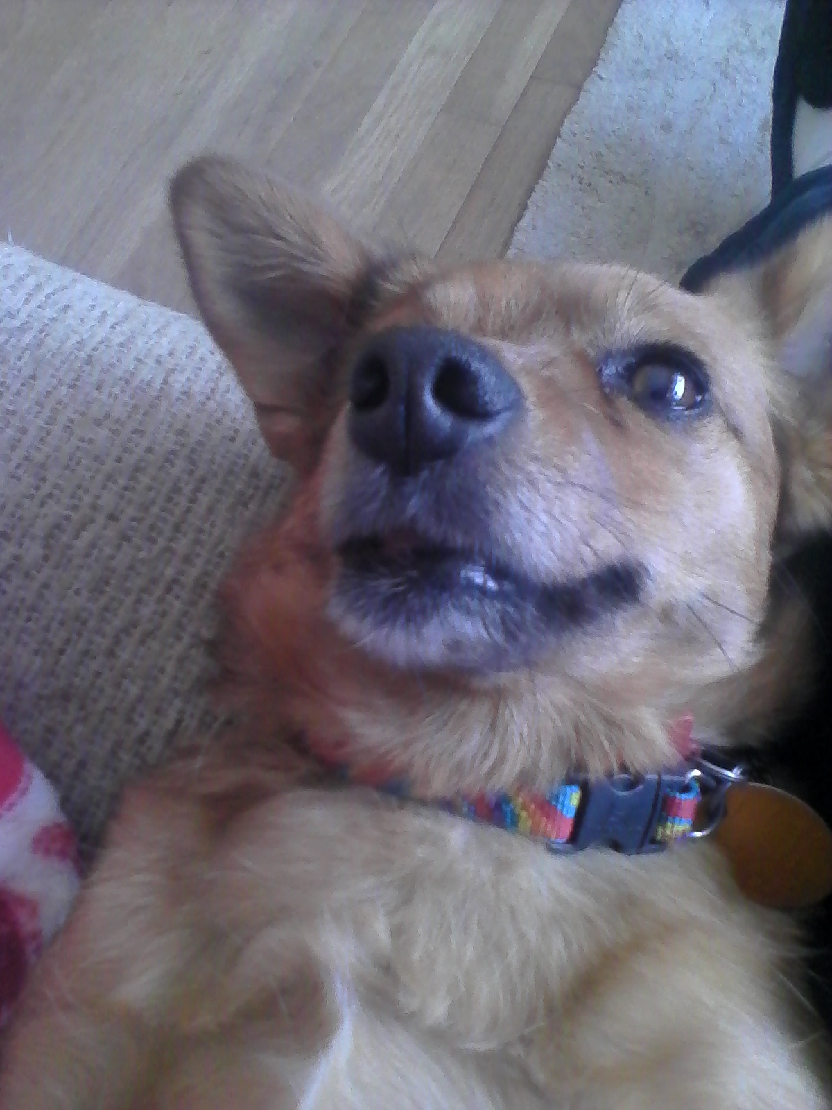 Trixie