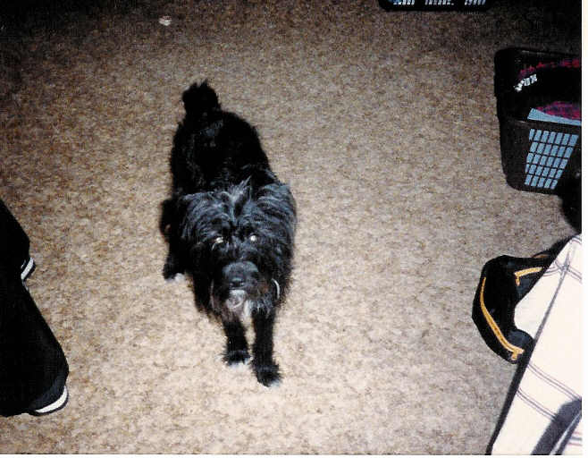 Pepper