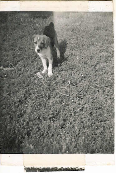 Skippy